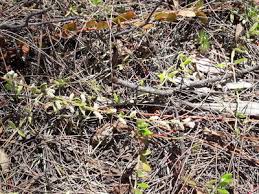 Image result for Aerva leucura