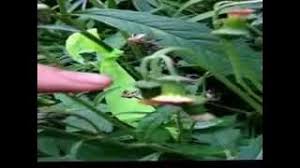 Image result for Crassocephalum ducis-aprutii