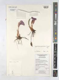 Image result for Siphonochilus kilimanensis