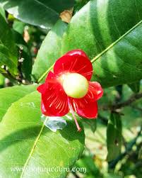 Image result for Ochna kirkii