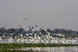 Sejurul include transferul de la mal pana la hotelul plutitor, cazare, pensiune traseele vor fi stabilite tinand cont de optiunile turistilor, de autorizatiile a.r.b.d.d si de cotele apelor dunarii. Excursie De O Zi In Delta Dunarii Cu Plecare Din Tulcea 150 Lei Pers Excursii In Delta Dunarii Cu Ibis Tours