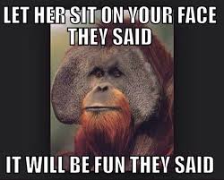 Image result for monkey fun
