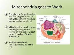 These figures show the major organelles and other cell components of (a) a typical animal cell and (b) a typical eukaryotic plant cell. Photosynthesis Respiration Energy For Plants Animals Ppt Download