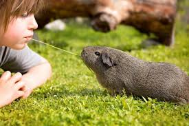 Can cats eat chicken bones? Can Guinea Pigs Eat Kale Pet Love That