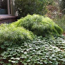 Acacia cognata 'cousin itt' made quite a splash when it arrived in the u.s. Our Plants A Native Sons Wholesale Nursery