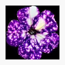We'll move heaven and earth to make you happy or you get your money back. Night Sky Petunia Wall Art Redbubble