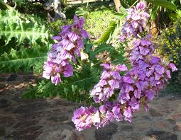 Image result for Aeollanthus pubescens