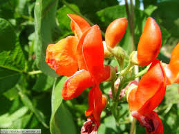 Image result for Phaseolus coccineus