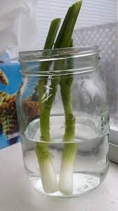 Tips and inspiration to get growing. How To Grow Green Onions From Scraps In Water