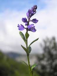 Image result for Polygala persicariifolia