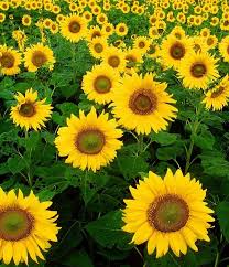Green And Yellow Sunflower Background Design Mini Skirt By Badbossygirl In 2020 Sunflowers Background Sunflower Wallpaper Sunflower Fields
