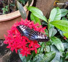 Melaka has been named the historical city of malaysia and while most of its tourist destinations are mostly historical, while the butterfly farm and reptile sanctuary is an amazing place to spend a day with the family. Melaka Butterfly And Reptile Sanctuary