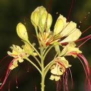 Image result for Libidibia coriaria