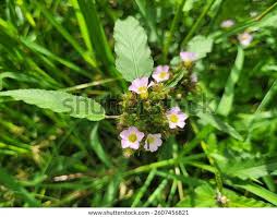 Image result for Melochia