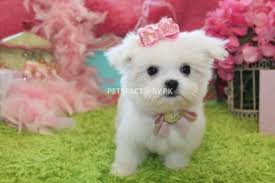 Let me tell you how most of those misnamed teacup puppies come about. Super Adorable Teacup Maltese Puppies For Sale In Lahore Pets Factory