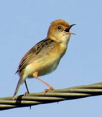 Entdecke rezepte, einrichtungsideen, stilinterpretationen und andere ideen zum ausprobieren. Download Suara Burung Cici Merah