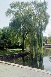 Salix alba, the white willow, is a species of willow native to europe and. Willow Wikipedia