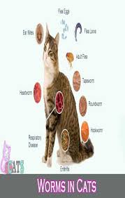 Types Of Worms In Cats What Kind Of Worms Do Cats Get Cat Guides Types Of Worms Cats Cat Skin