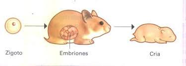 Animales Oviparos Y Viviparos Animales Oviparos Animales Oviparos Y Viviparos Animales