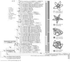 Image result for Vincetoxicum stenolobum