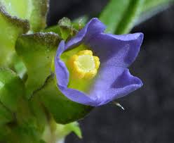 Image result for Exacum zombense