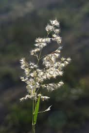 Image result for Melinis repens