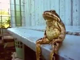 Well, it seems this frog has somewhat learned something from humans and now he follows the same technique and sits on bench exactly how a human would sit on. Frog Sitting On A Bench Thinking Like A Human Youtube