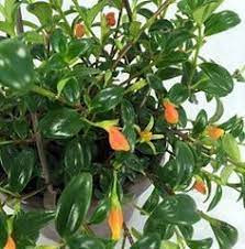 Goldfish Plant Care Tips Columnea Gloriosa Goldfish Plant Fish Plants Hanging Plants