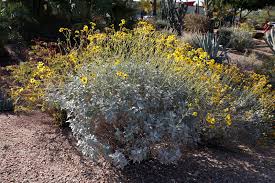 Image result for Embelia multiflora