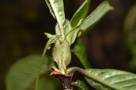 Image result for Psychotria sp. C