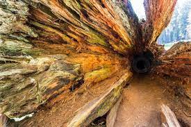 How big is the hollow and where is it located? Perspective Shooting Of Deep Tree Stock Image Colourbox