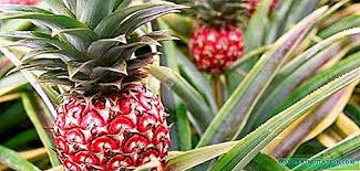 Itulah tadi informasi mengenai berapa lama durian montong berbuah, semoga informasi ini dapat menjadi referensi bagi anda yang gemar bercocok tanam dan menginginkan untuk berwiraswasta dalam bisnis perkebunan durian! Menanam Nanas Di Rumah Bagaimana Menanam Nanas Dari Atas Ke Dalam Periuk Tumbuhan