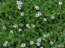 Image result for Phyla nodiflora