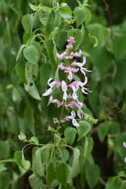 Image result for Ocimum labiatum