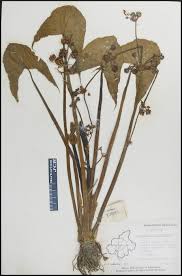 Image result for Limnophyton obtusifolium
