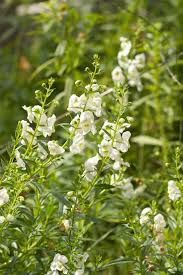 Image result for Angelonia