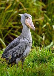 38 Shoebill Stork Facts (Yes, They're Real!) Balaeniceps rex |  JustBirding.com