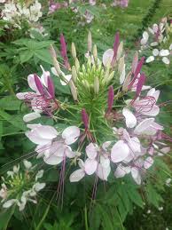 My Photos Work Of Whimsy Cleome Flowers Beautiful Flowers Flower Garden