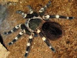 Check spelling or type a new query. Costa Rican Zebra Tarantula Our Reptile Forum