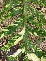 Image result for Drynaria