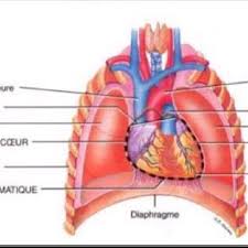 Bien que la nature de votre douleur ne suggère pas immédiatement un problème cardiaque aigu, je ne suis pas en position de faire un tel jugement sur internet. Modifications De La Position Du Coeur Pendant La Grossesse Le Trace Download Scientific Diagram