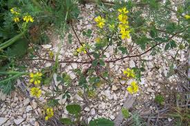 Image result for Trigonella