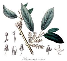 Image result for Achariaceae