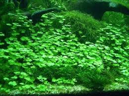 Dwarf Pennywort Mat Hydrocotyle Sibthorpioides Planted Aquarium Aquarium Fische Aquarium