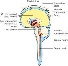 Spinal cord, in anatomy, that part of the central nervous system in man which lies in the spinal canal formed by the vertebrae, and reaches from the foramen magnum to the lower margin of the first lumbar vertebra. Cerebrospinal Fluid Flow An Overview Sciencedirect Topics