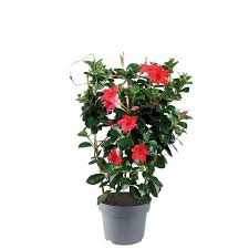 Image result for dipladenie sanderi obrázek