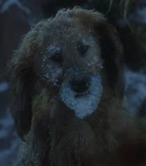 We did not find results for: The Grinch Dog 2000