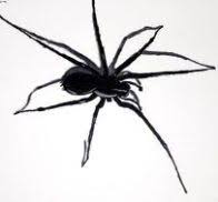 Quel Remede Contre Araignees Maison Avec Images Araignee