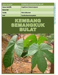 Expand, expand out, expand all, cualiflower, action name kembang. Kembang Semangkuk Bulat Scaphium Linearicarpum Wannura