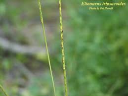 Image result for Elionurus tripsacoides